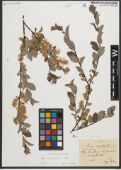 Foto von Salix starkeana Willd.